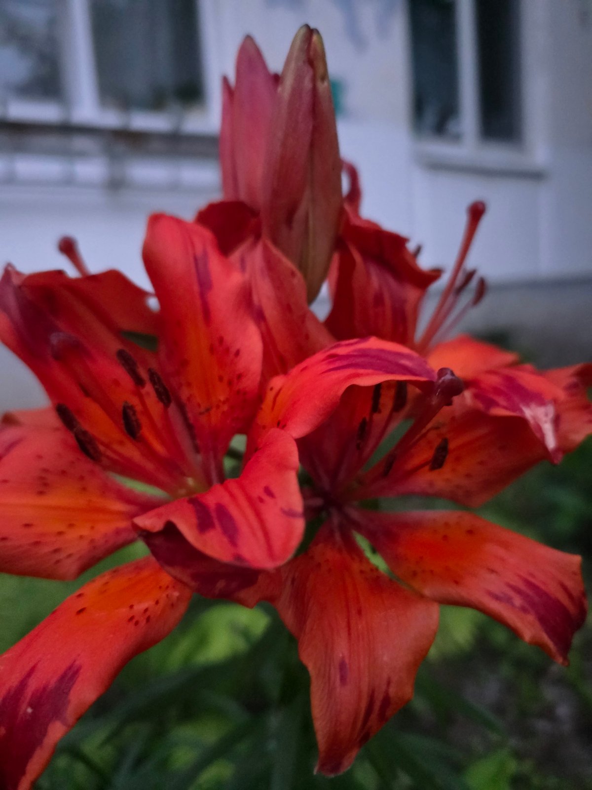Evening garden photography session in Chaikovsky captures blooming flowers