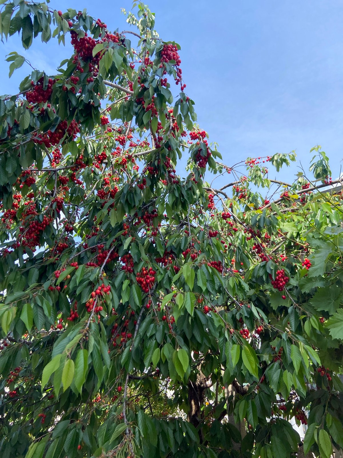 Cherry tree heavy with ripe fruit observed in Bulgaria