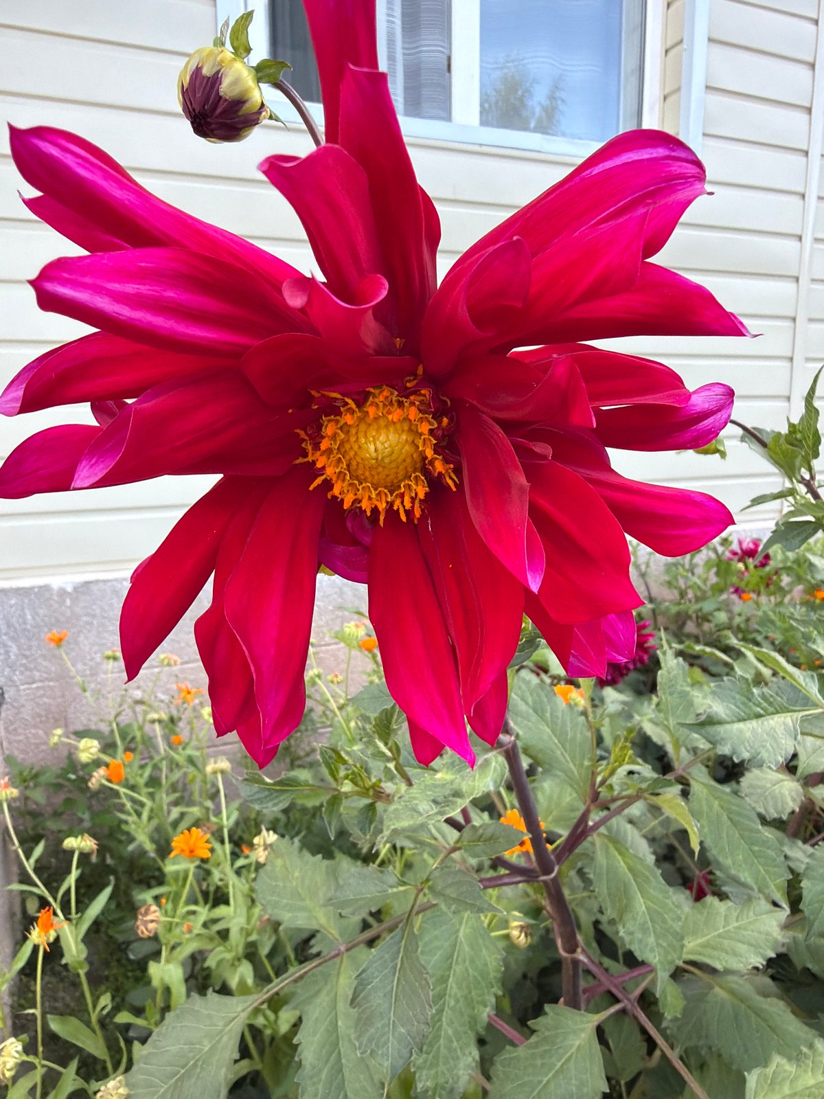 Summer garden in full bloom, dahlias and roses front and center