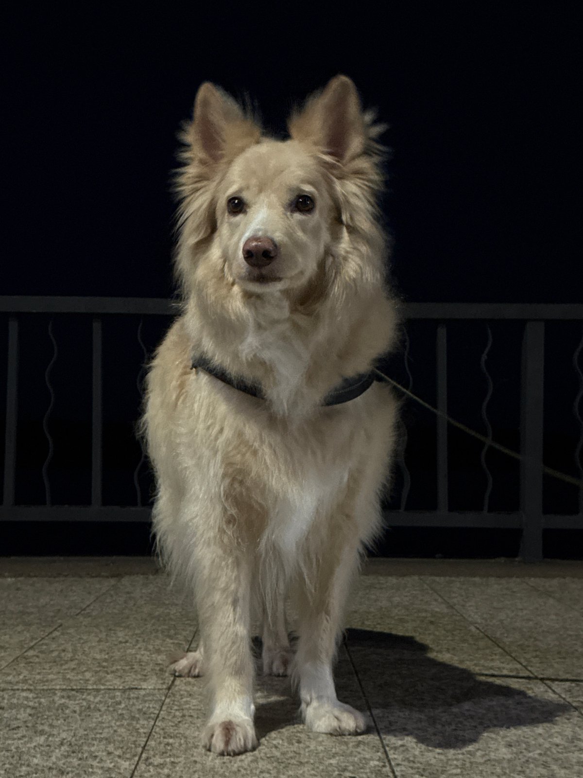 Evening pet scenes and waterfront walks in Chaikovsky