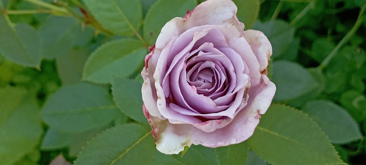A Ukrainian garden in bloom, up close on a summer morning