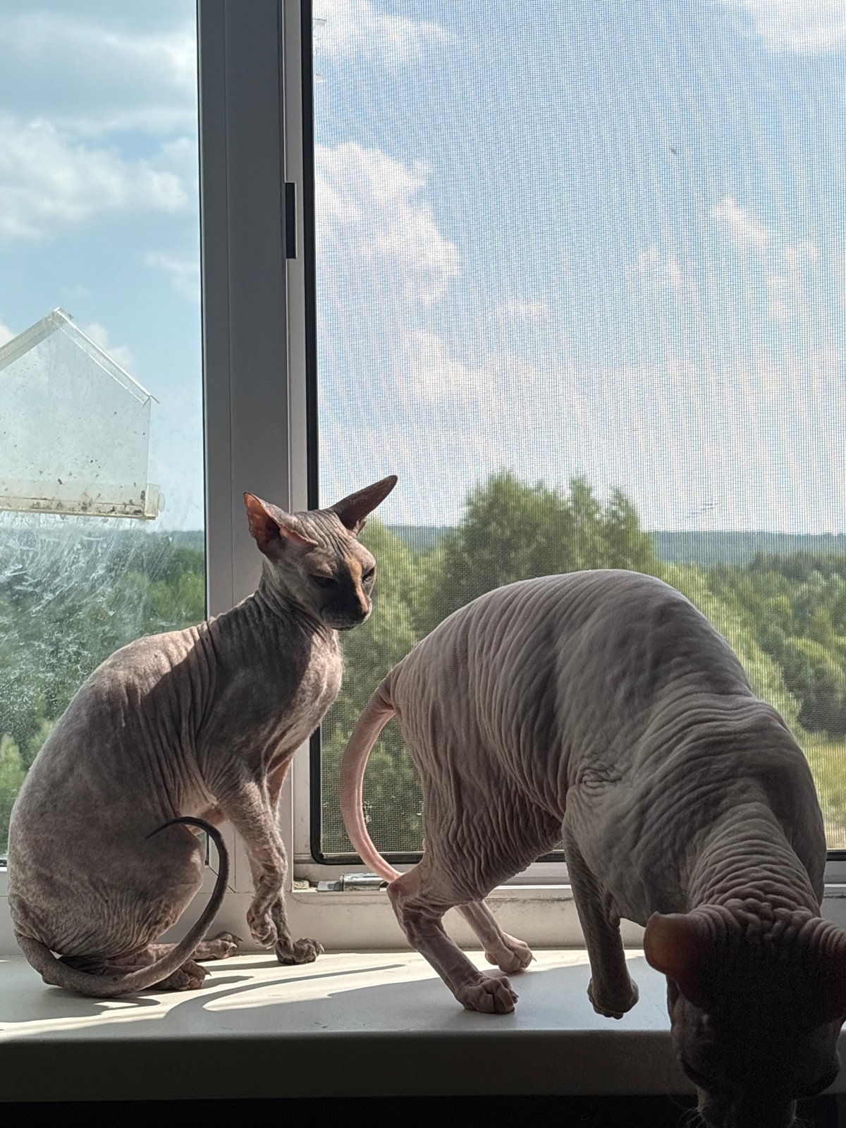 Two Sphynx cats lounging on a sunny Russian windowsill