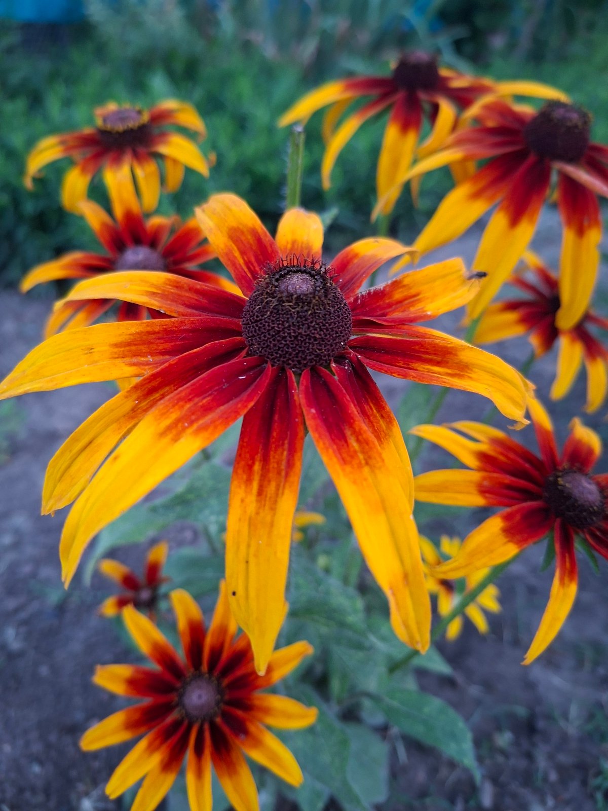 Summer garden flowers bloom at dusk in rural Gorkovskiy