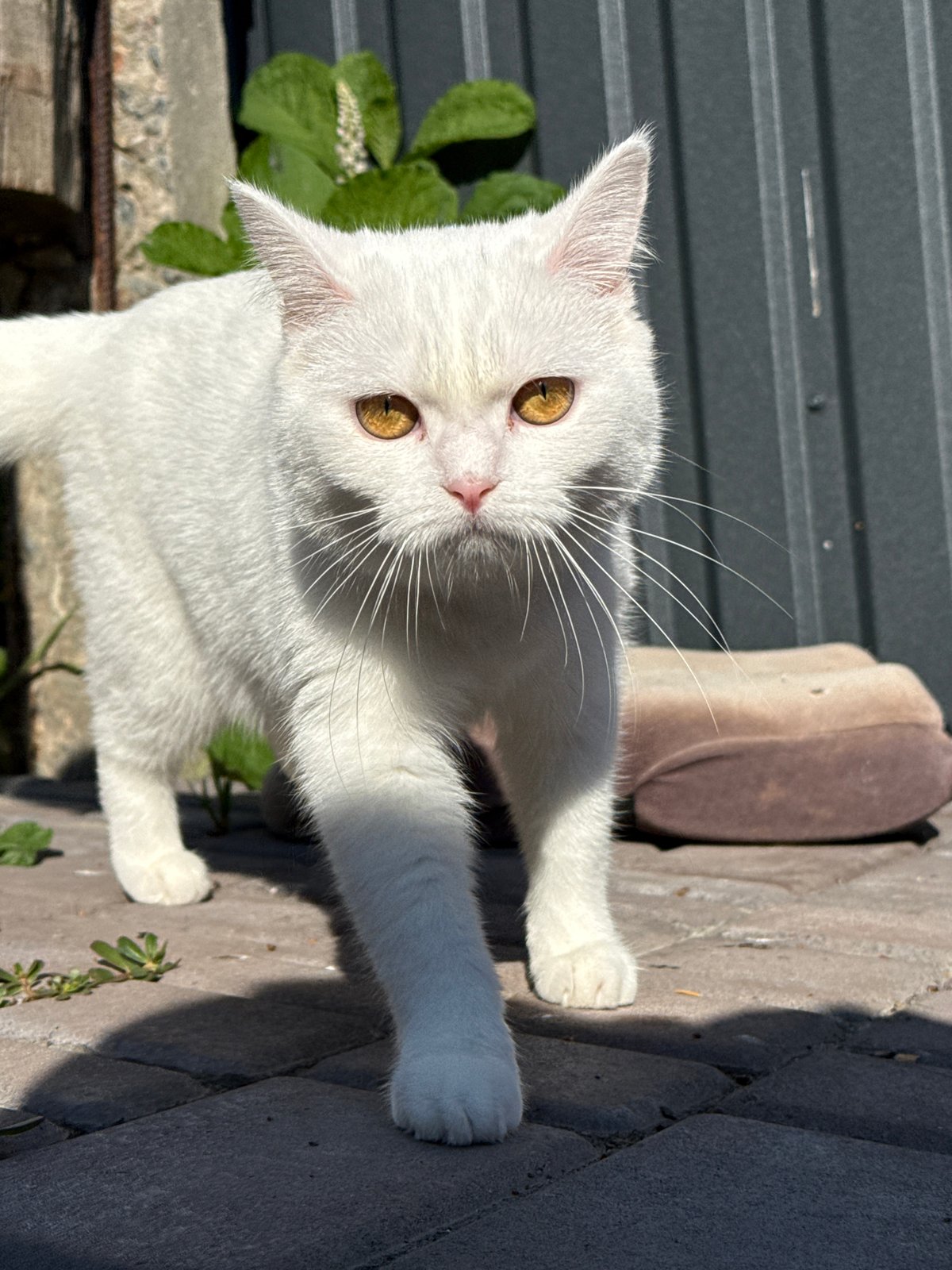 White cat explores a paved patio near a corrugated metal fence