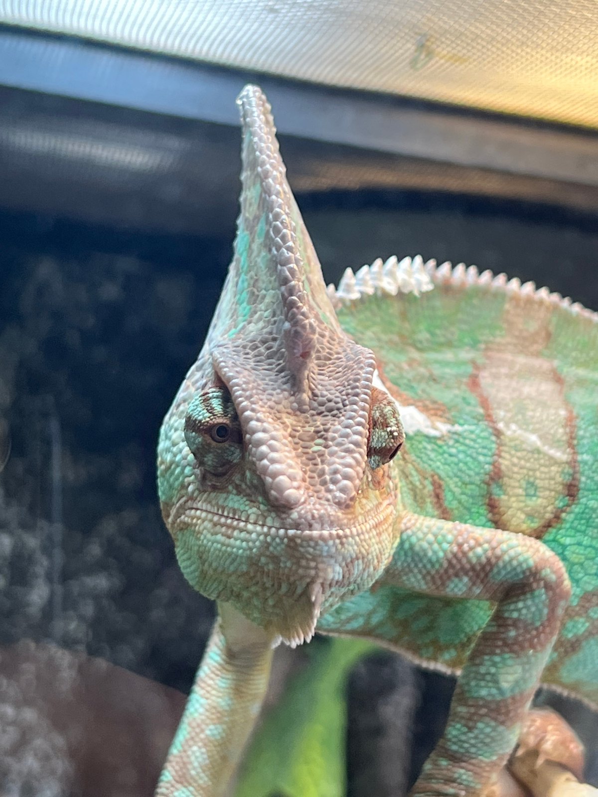 Chameleon terrarium display features Studio Ghibli figurines in Moscow