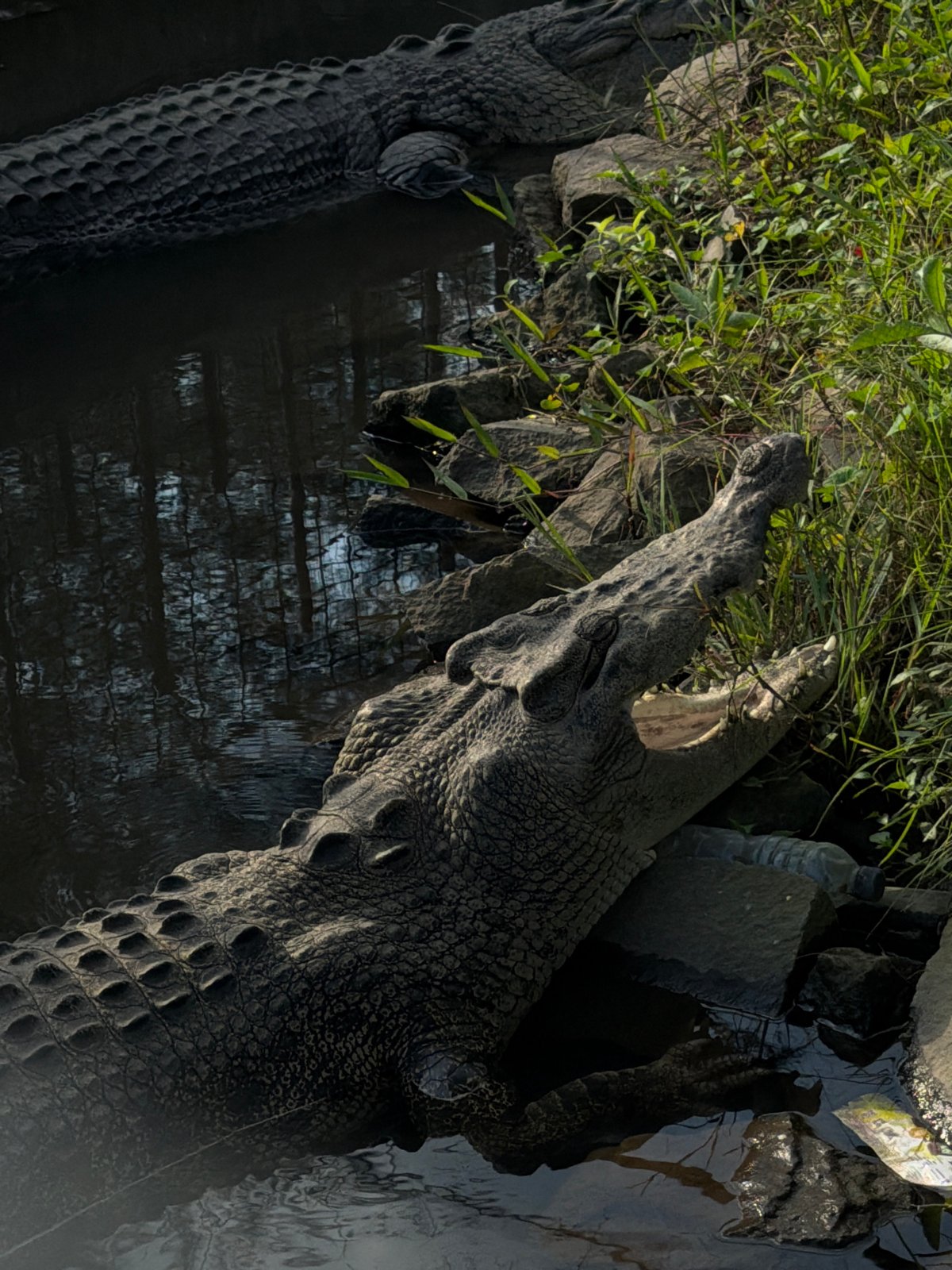 Morning walkthrough of a wildlife park in Tempurejo, Indonesia