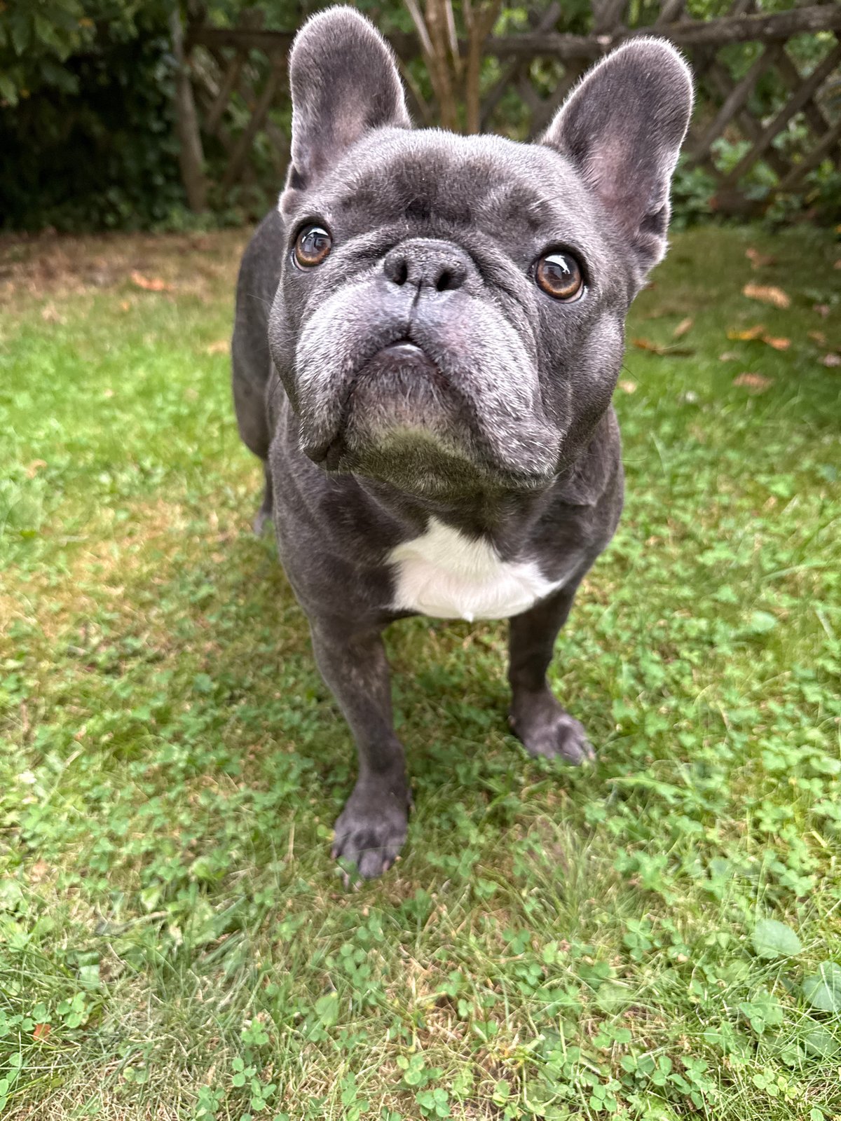 French bulldogs, feathers, and posters on a Bad Sachsa afternoon