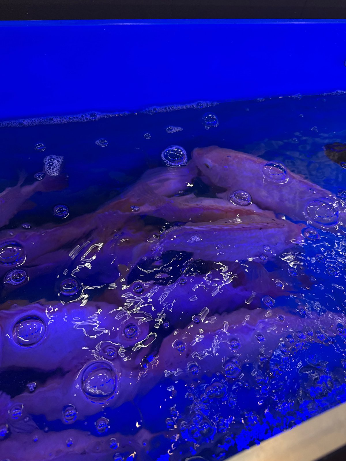 Shopping tour captures fish markets and jewelry stores in Vietnam
