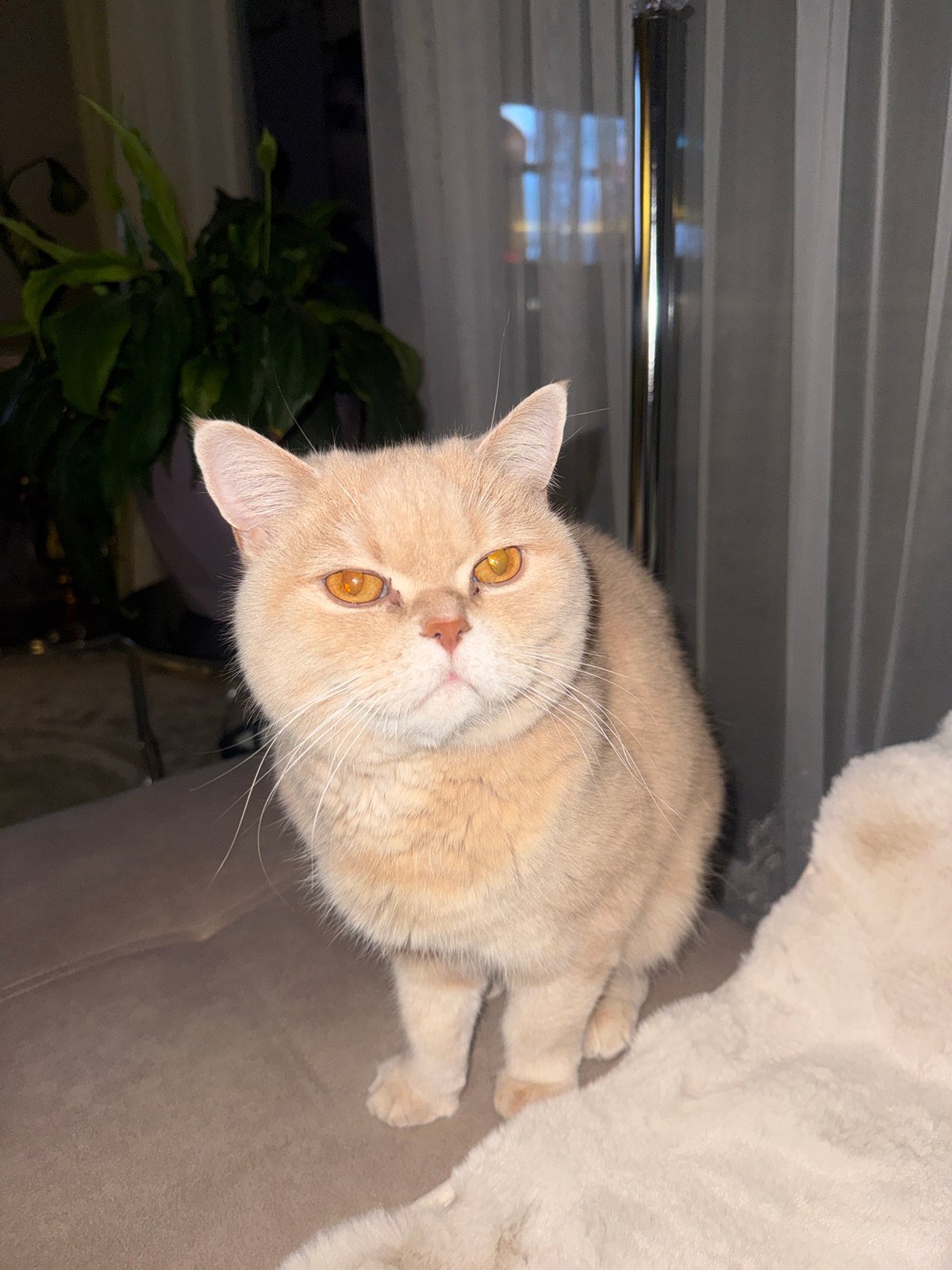 Orange Exotic Shorthair cat rests on white surface near basket