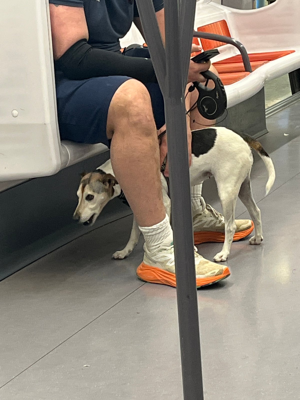Person with dog spotted in Lyon public waiting area