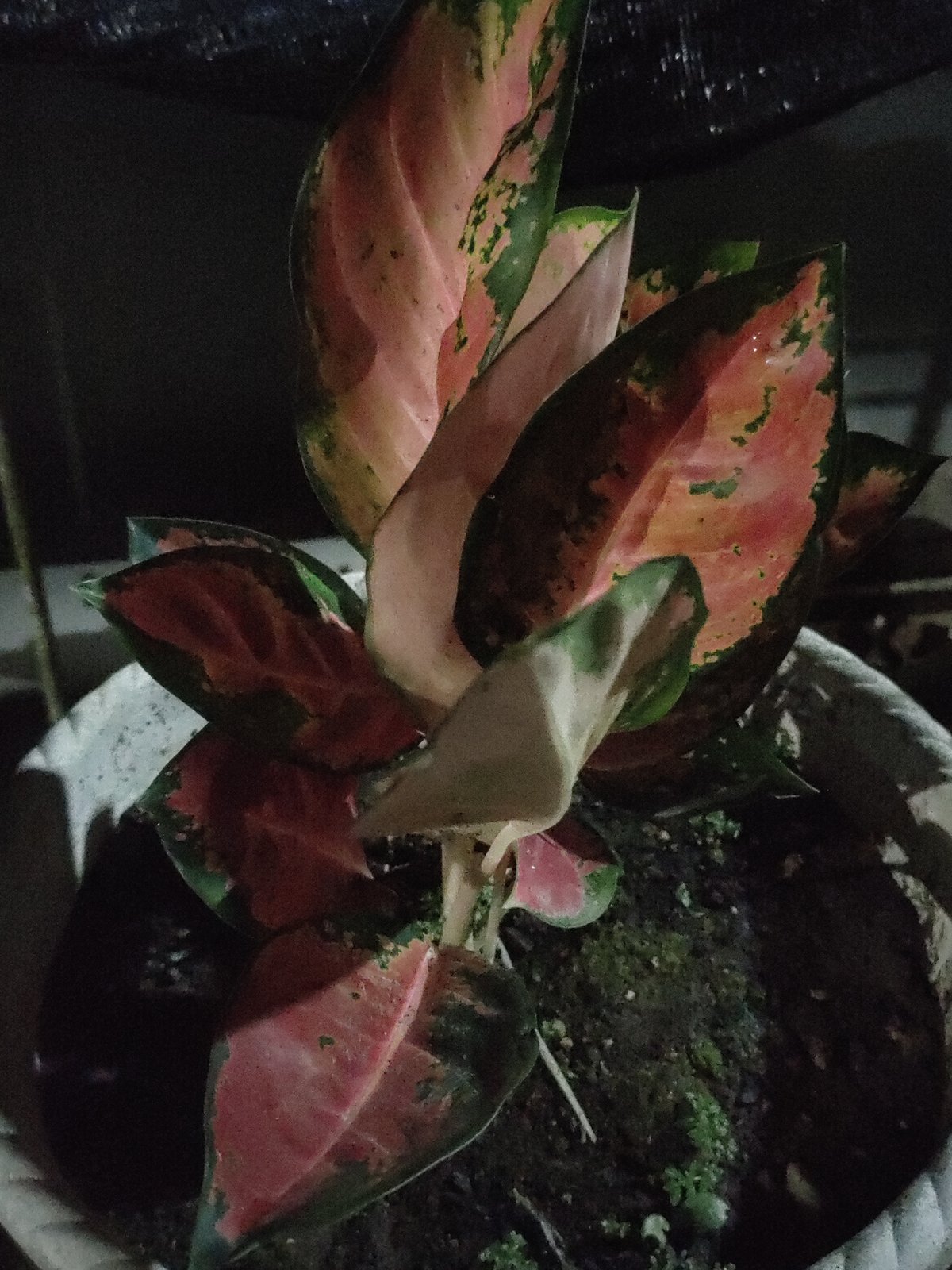 Evening plant life and construction documented in Rayeukmatangkuli