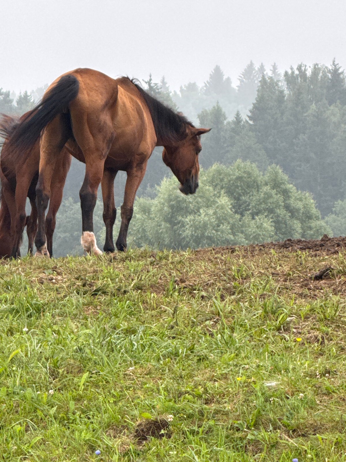 Herd of horses roaming muddy hillsides in rural Lithuania
