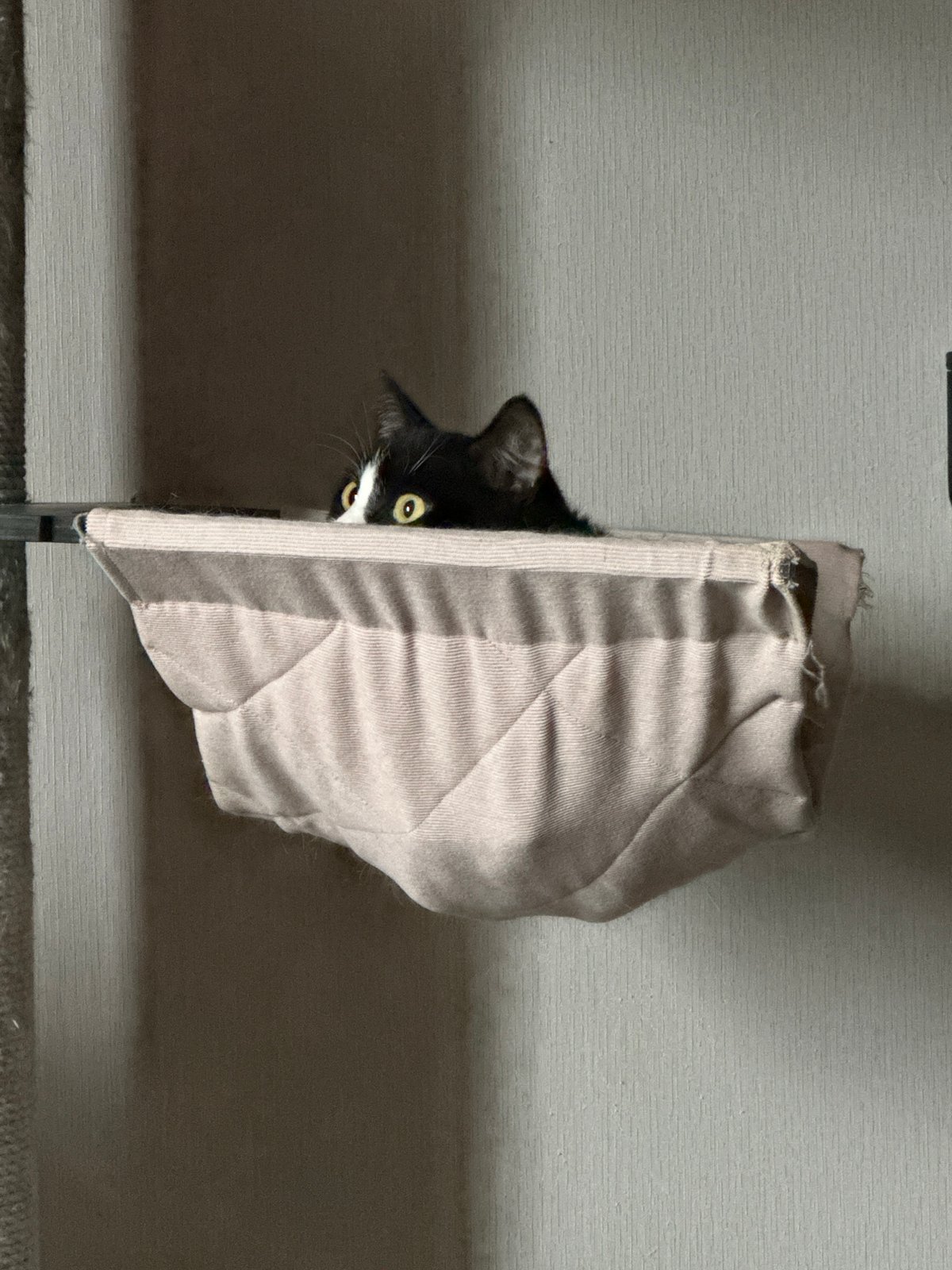 Cats at home in Krasnodar, one in a hammock