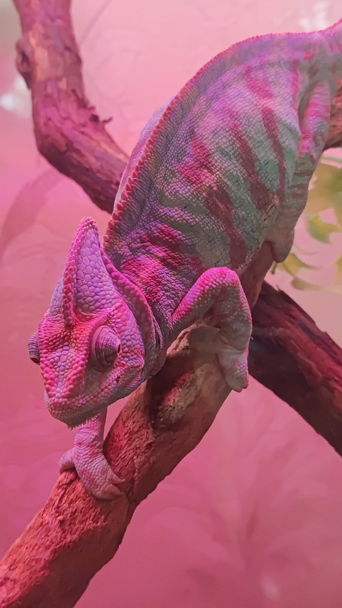 Chameleon and shield bug macro shots, Sochi morning