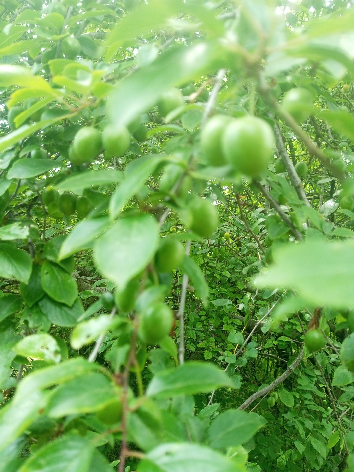Rural Ukraine scenes: unripe plums and grazing cow documented