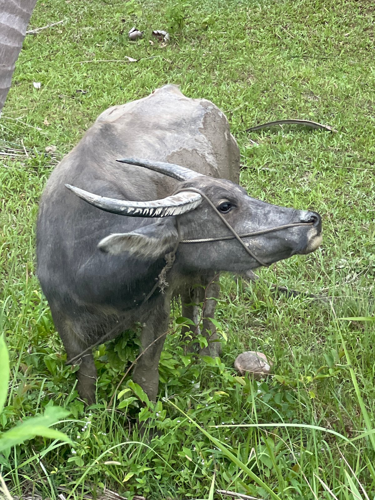 Water buffalo graze beneath coconut palms in Ko Pha-ngan