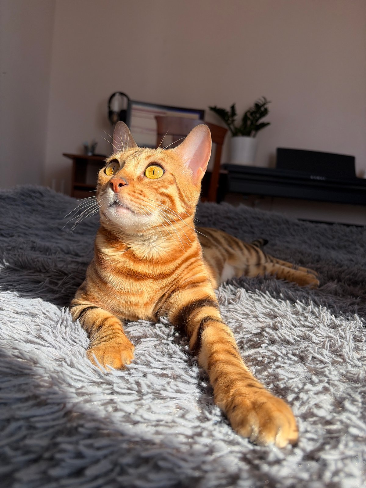 Bengal cat photographed at home in Krasnoyarsk