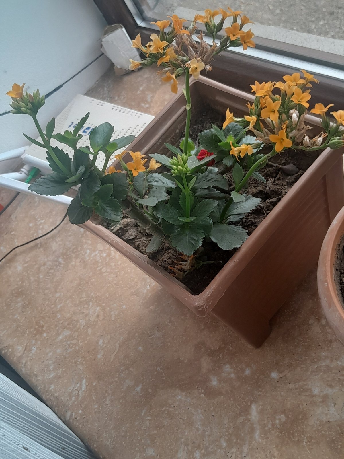 Rural area observations include flowering houseplant and landscape views