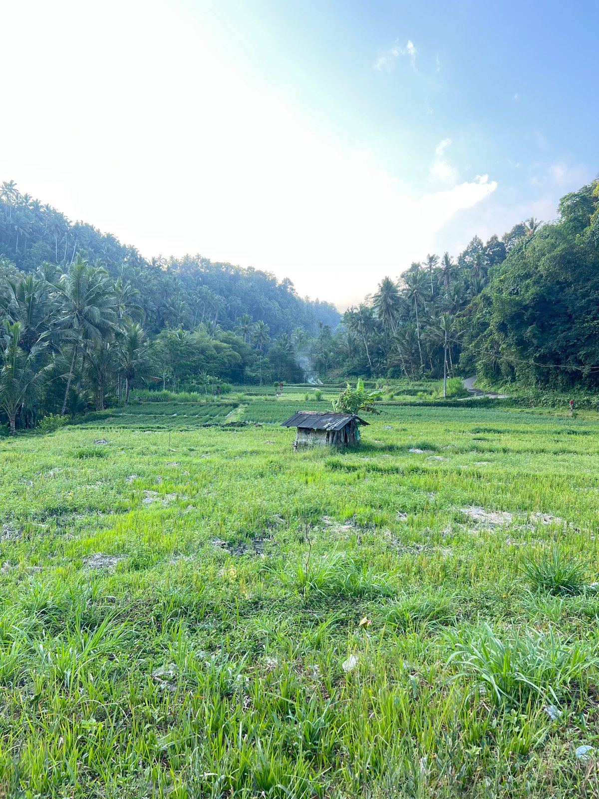Rice paddies, marigolds, and rural roads through Karangasem