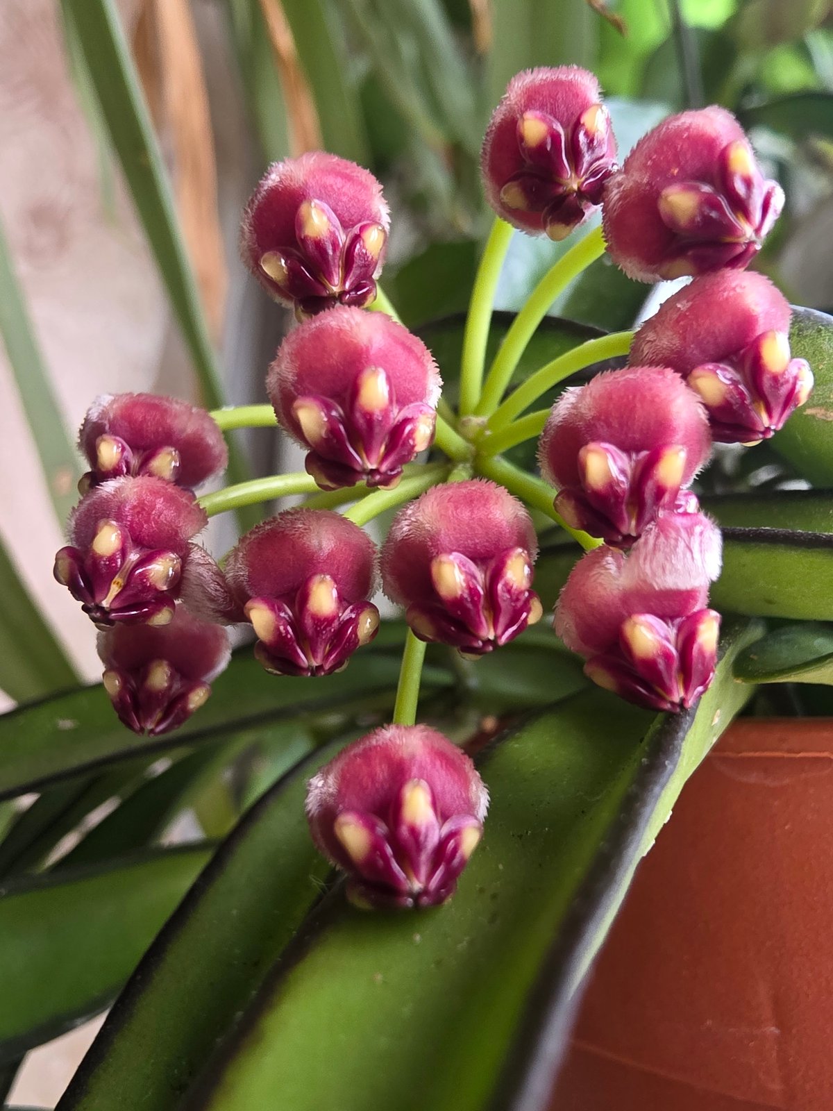Hoya carnosa buds just before bloom, Kyiv