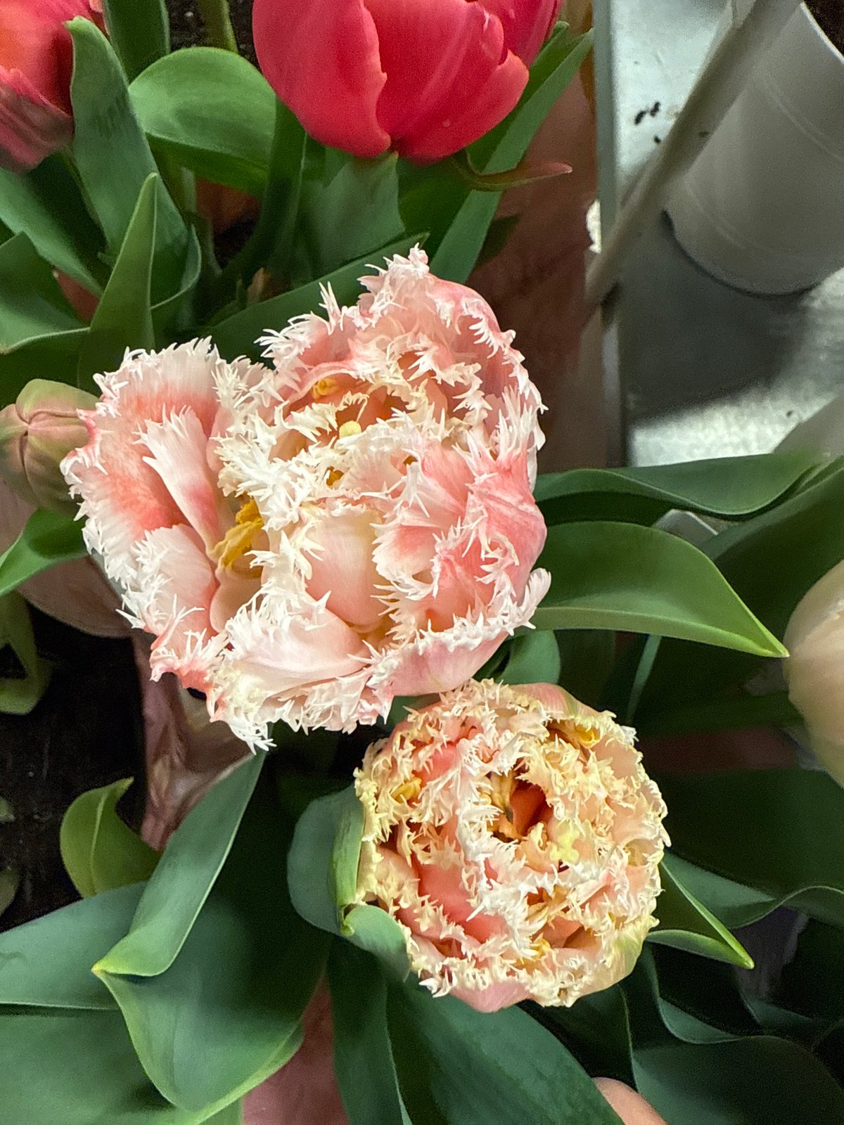 Fringed tulips documented in Hollywood floral arrangement