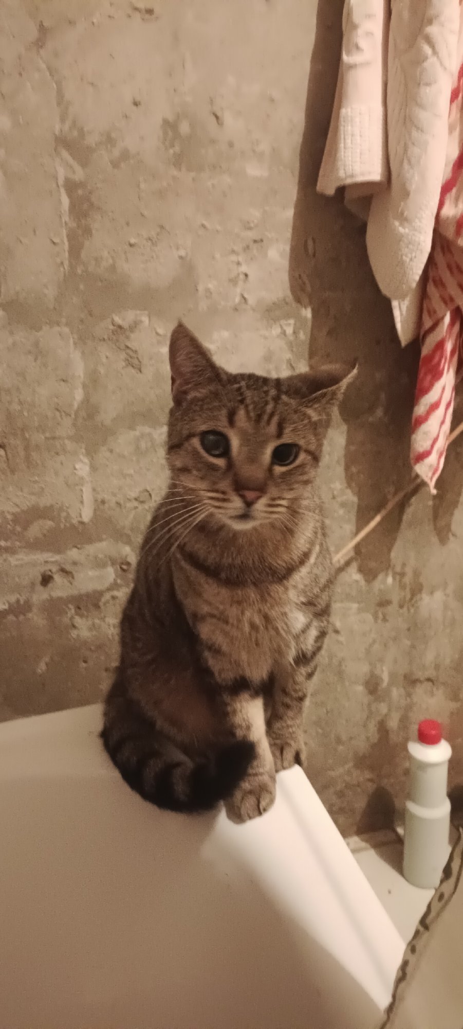 Tabby cat on a bathtub edge, two poses