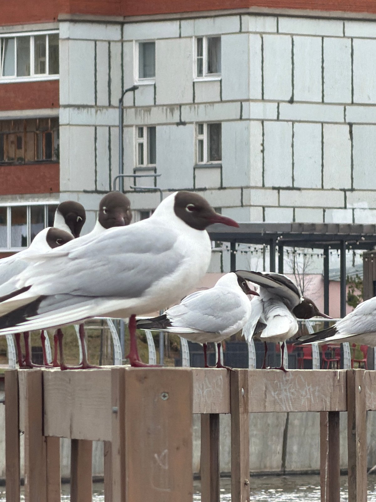 Spring morning stroll captures wildlife and fishing at Votkinsk waterfront