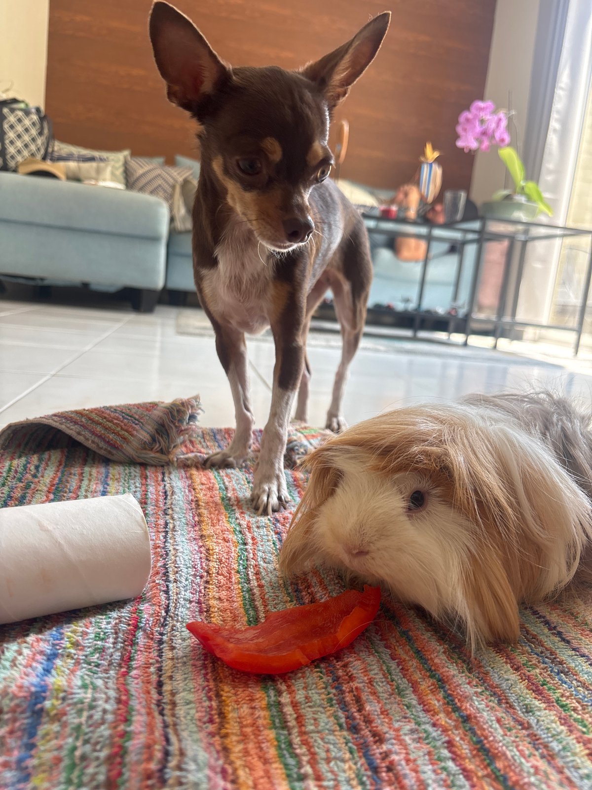 Pet owner documents feeding time for Chihuahua and guinea pig
