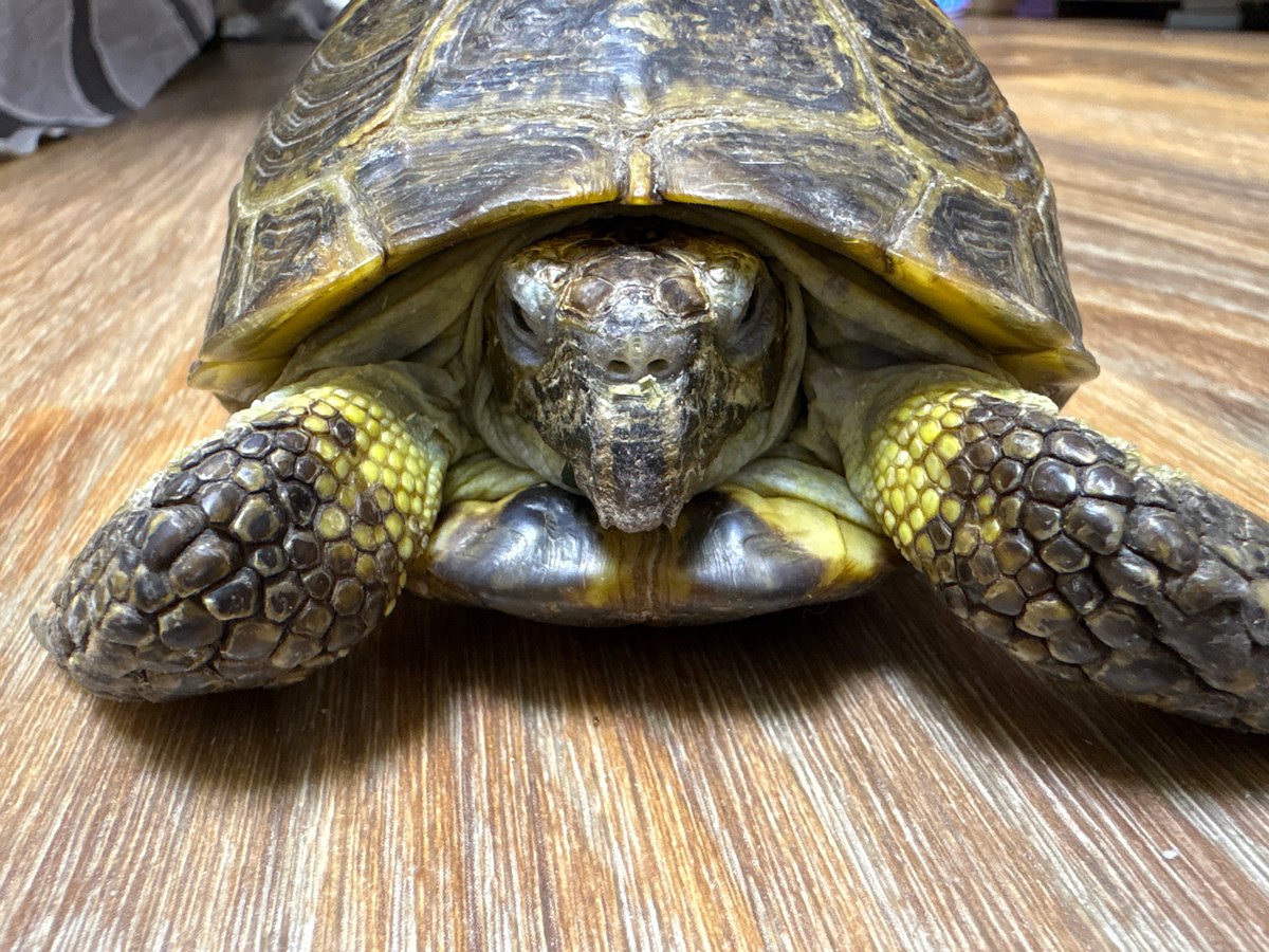Tortoise observed in various positions in Birobidzhan, Russia