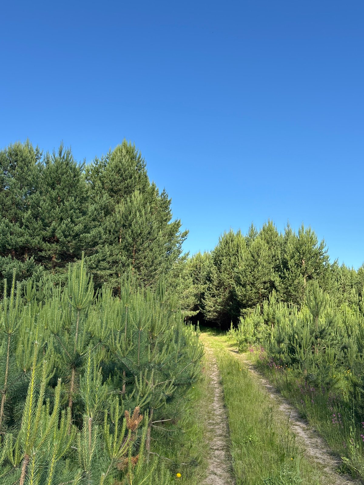 Forest walks and meadows documented in Chaikovsky, Russia