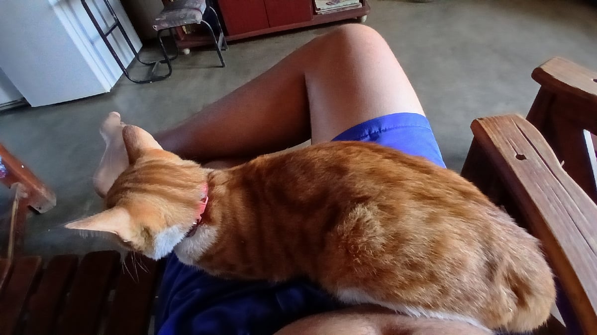 Cat rests peacefully on lap in Altagracia home