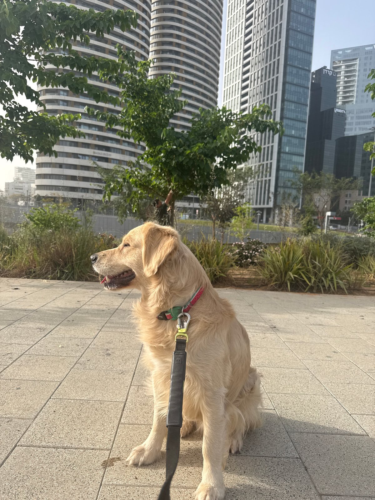 Morning dog walk and mulberry picking in Tel Aviv