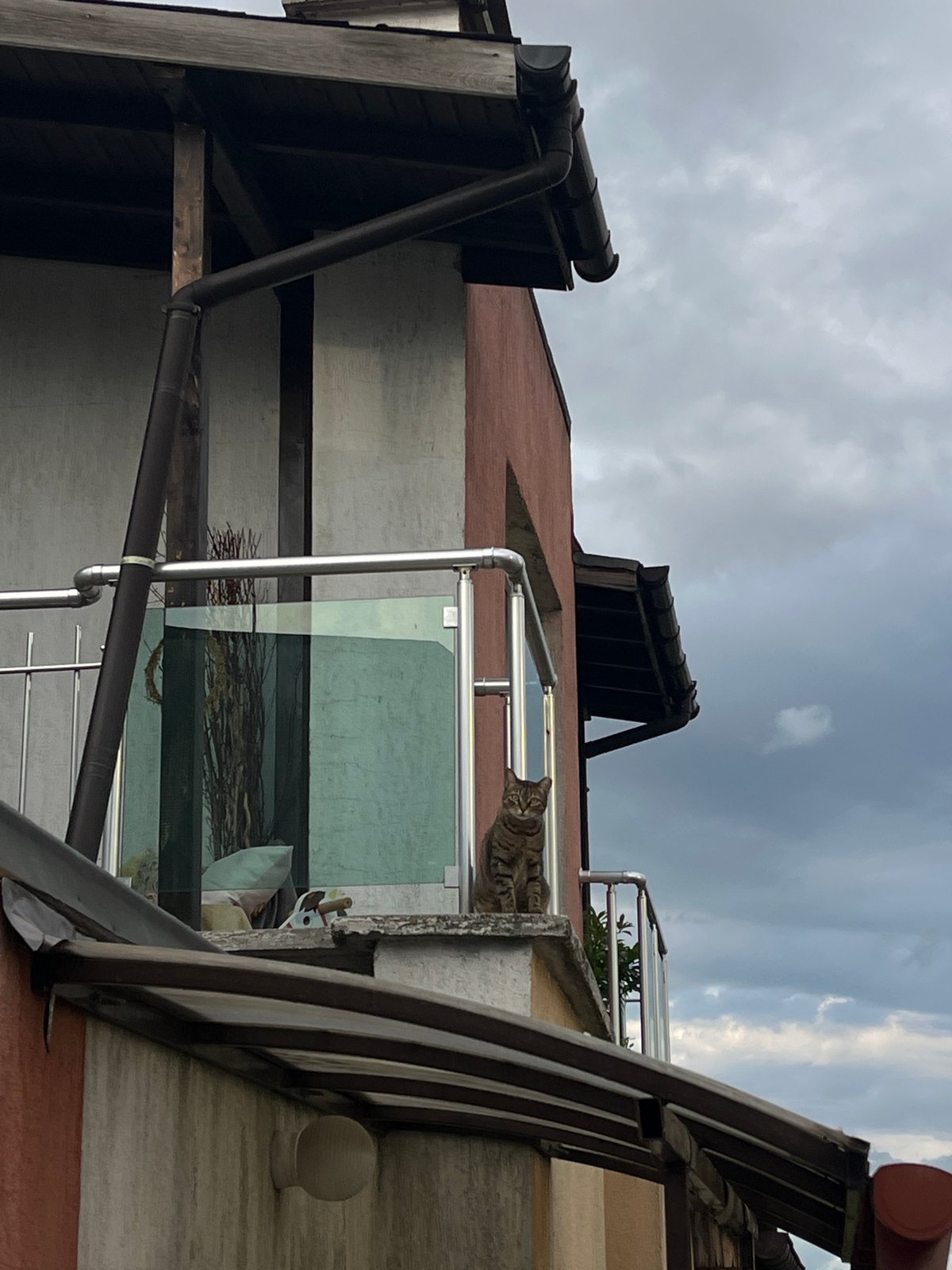 Tabby cat spotted on multiple Sofia balcony ledges