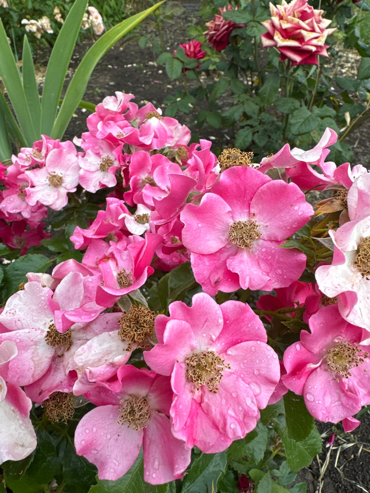 Rain-fresh garden flowers in various stages of bloom