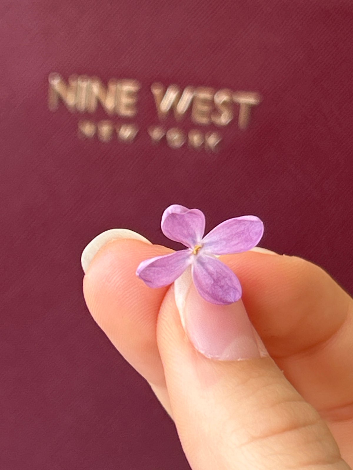 Person documents small purple flower discovery during morning study session