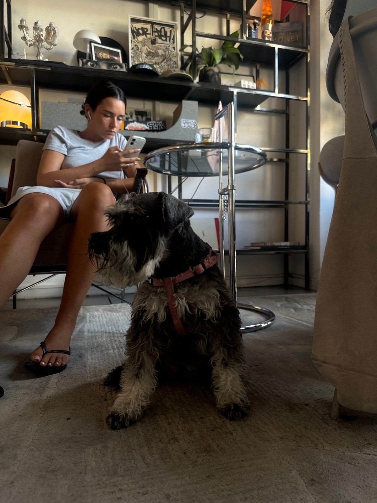 Dogs, buses, and Tel Aviv streets on a sunny afternoon