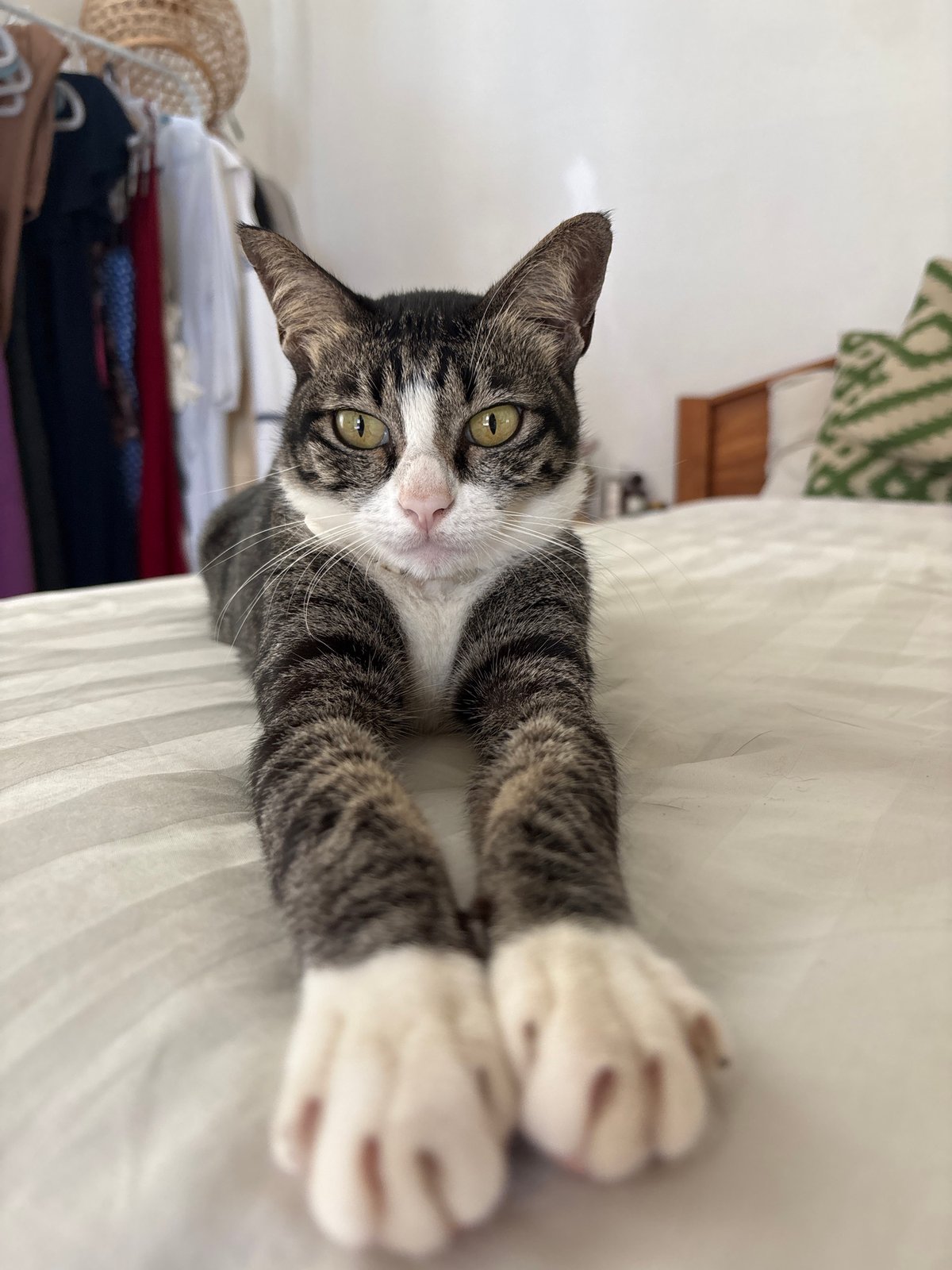 Tabby cat photographed resting indoors in Kuta Selatan, Indonesia