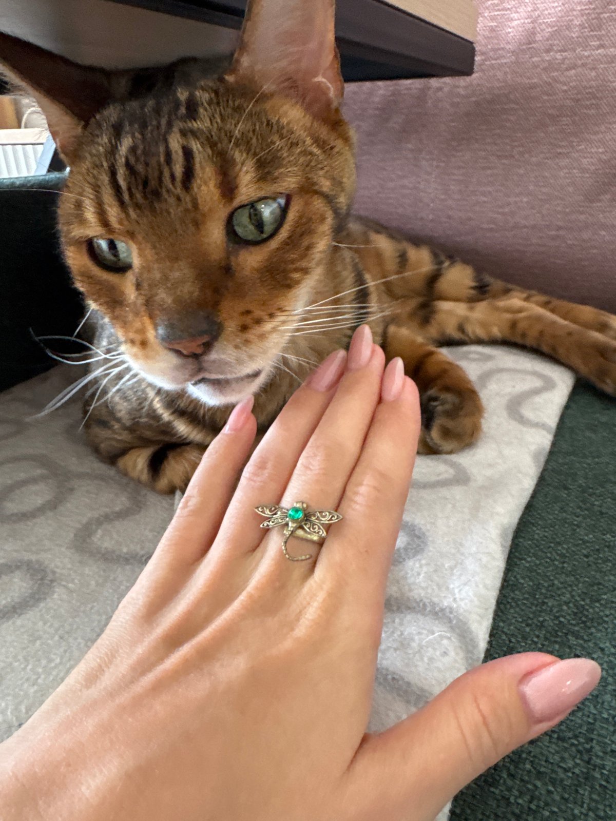 Person with dragonfly ring pets relaxed brown tabby cat