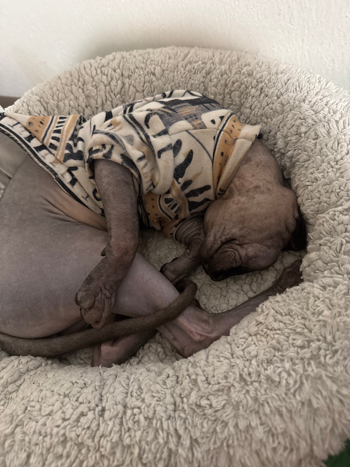 Sphynx cat naps in cozy pet bed, Wrocław