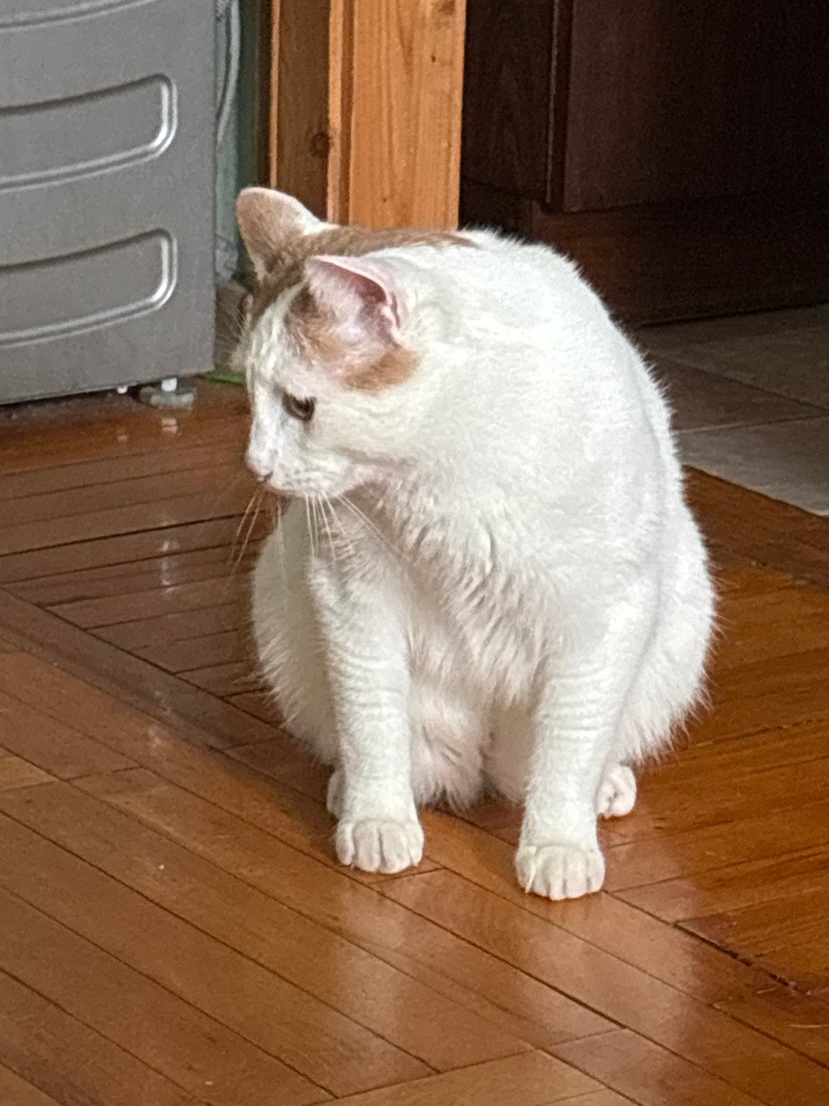 Indoor cat playtime in Russian apartment