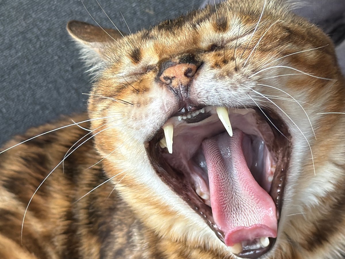 Two cats, two moods — yawning tabby and alert Bengal