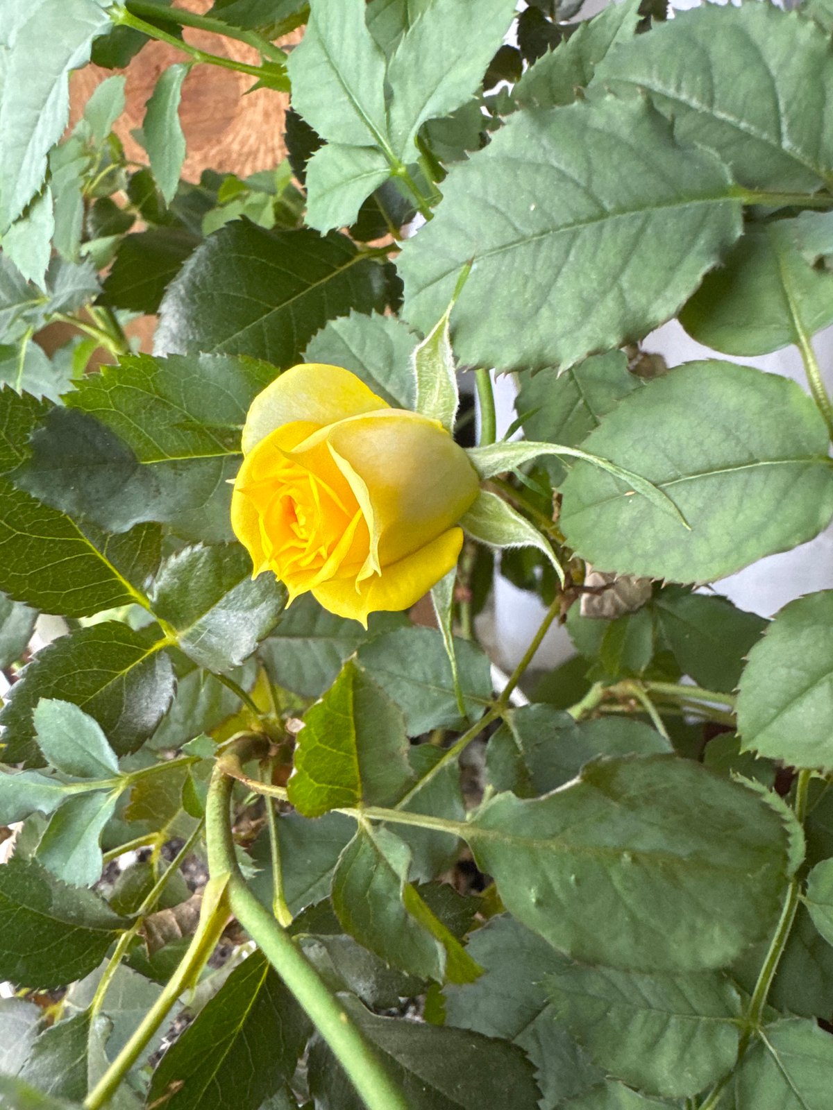 Spring moments captured: blooming rose and ducklings in Раздолье