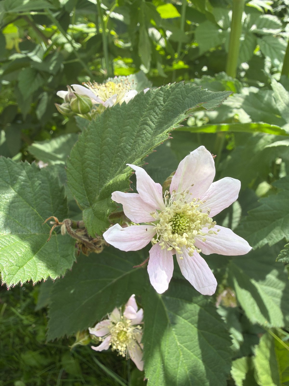 Bees, blooms, and ripe cherries in a Kazan garden