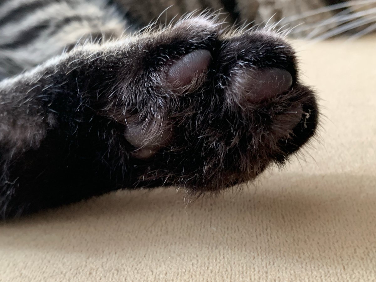Cats rest peacefully indoors in Stavropol home
