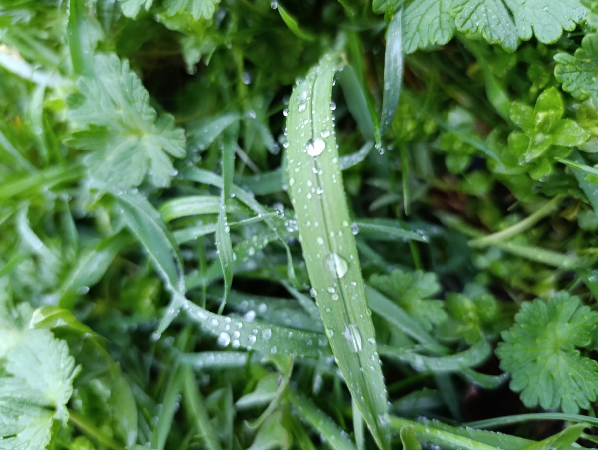 Morning dew captured on vegetation in Haskovo, Bulgaria