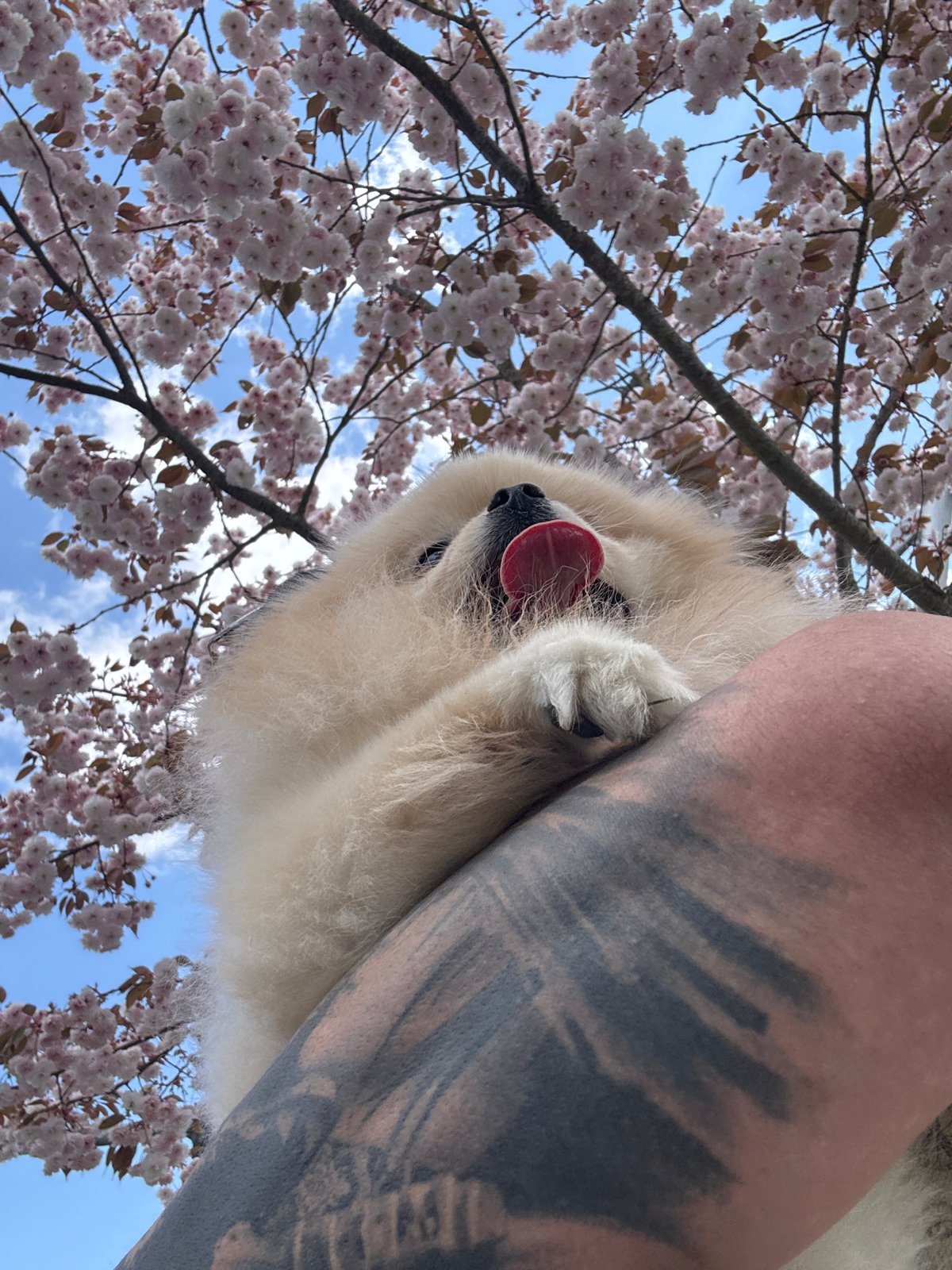 Spring blooms and pets captured in Besigheim, Germany