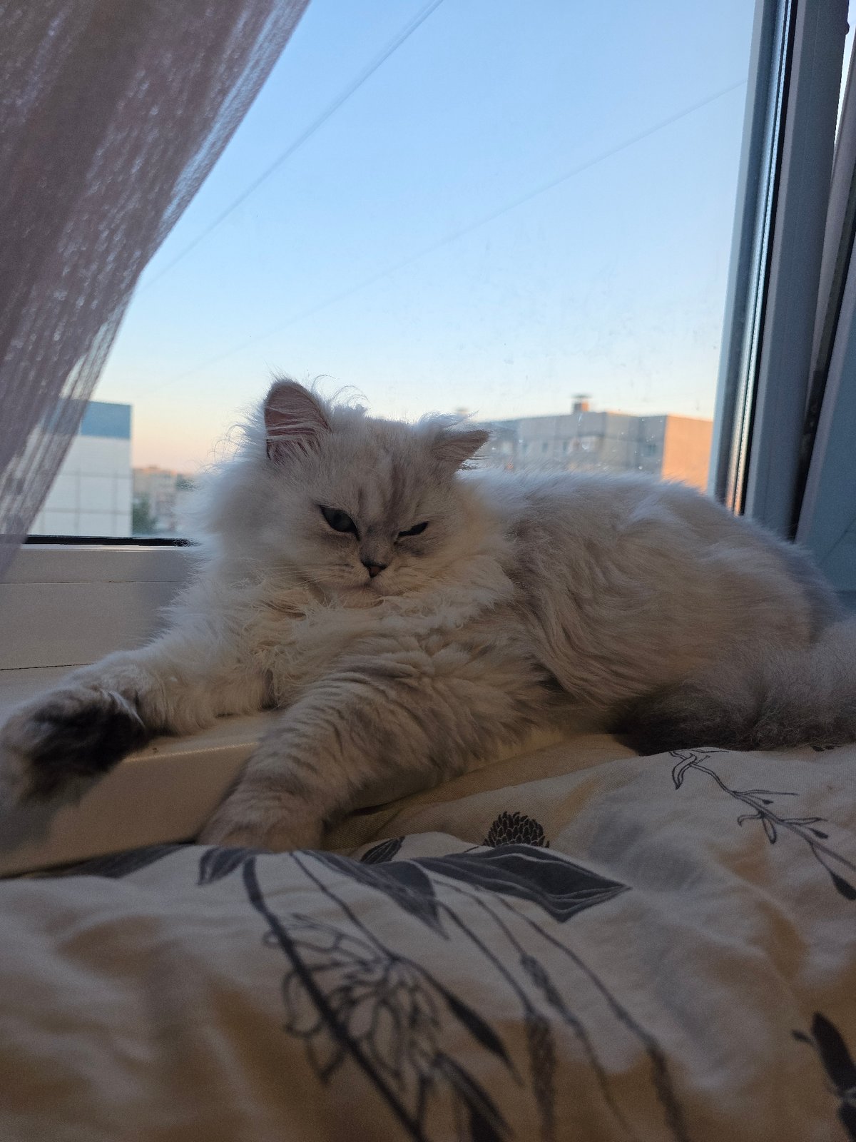 Cats and dogs share a Novocheboksarsk apartment, watching the world outside