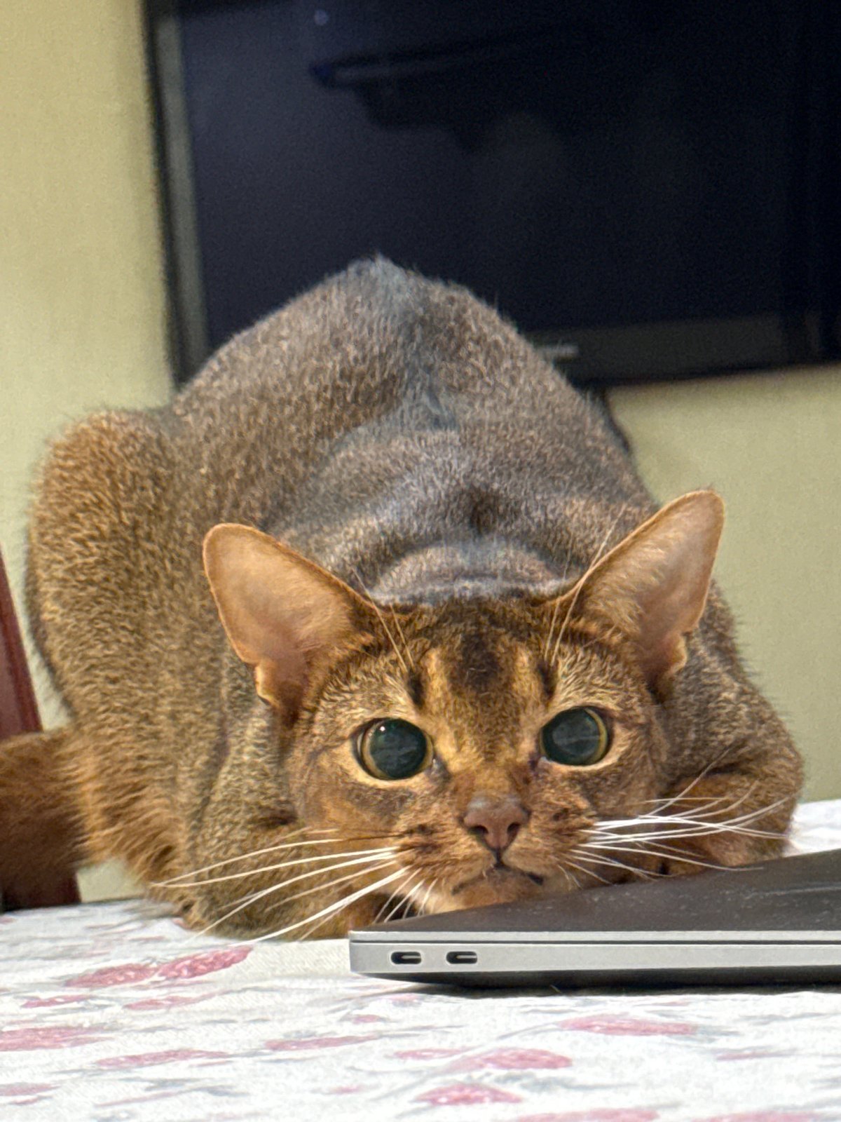 Abyssinian cat chills on a floral tablecloth in Vinnytsia