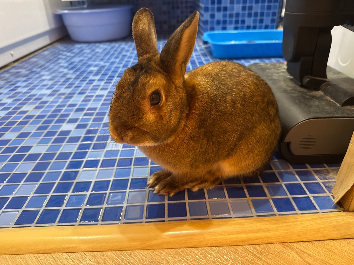 Domestic rabbit and cat observed in Solikamsk home
