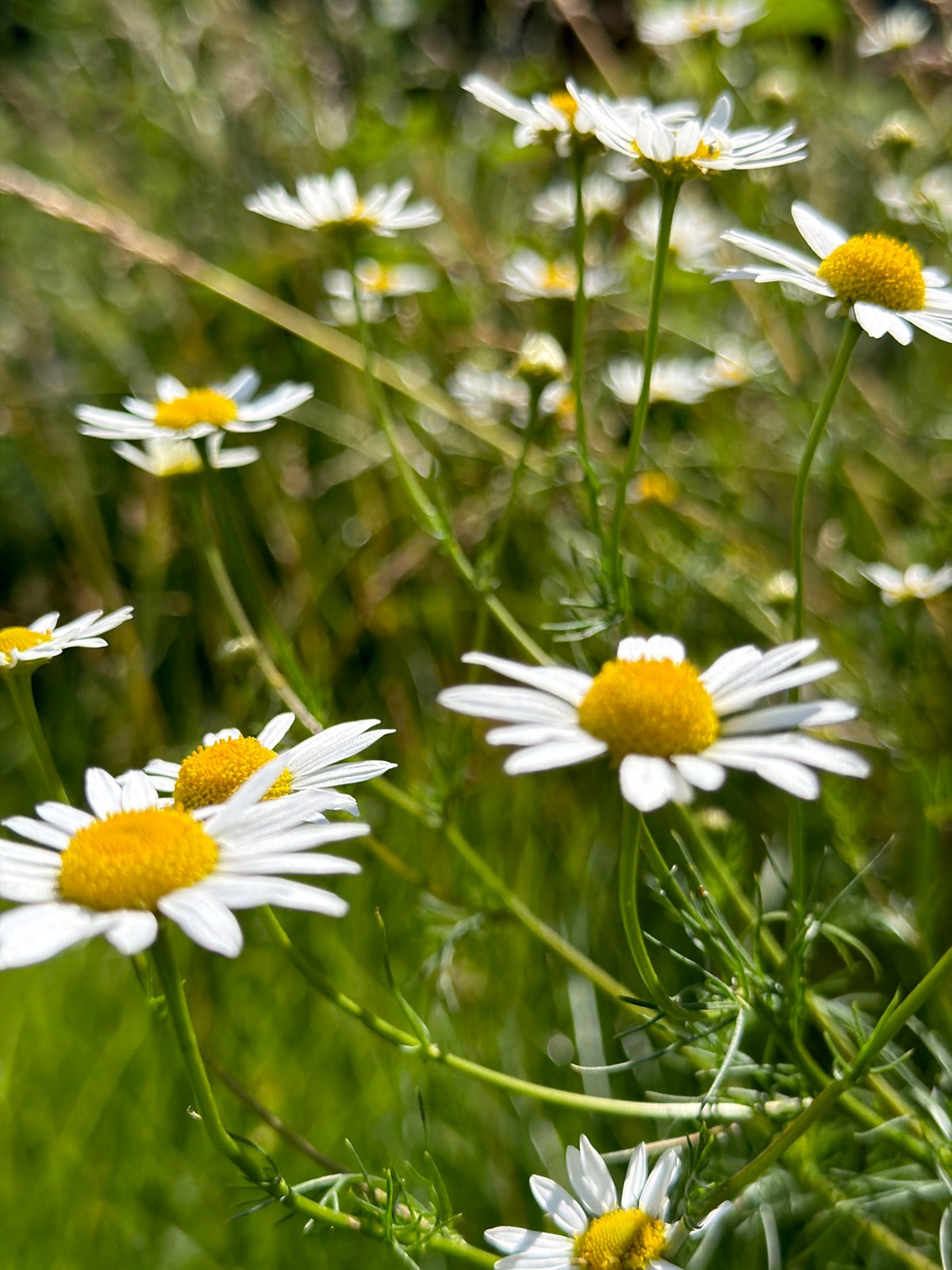 Close-up wildflower field in Kazan on a summer morning